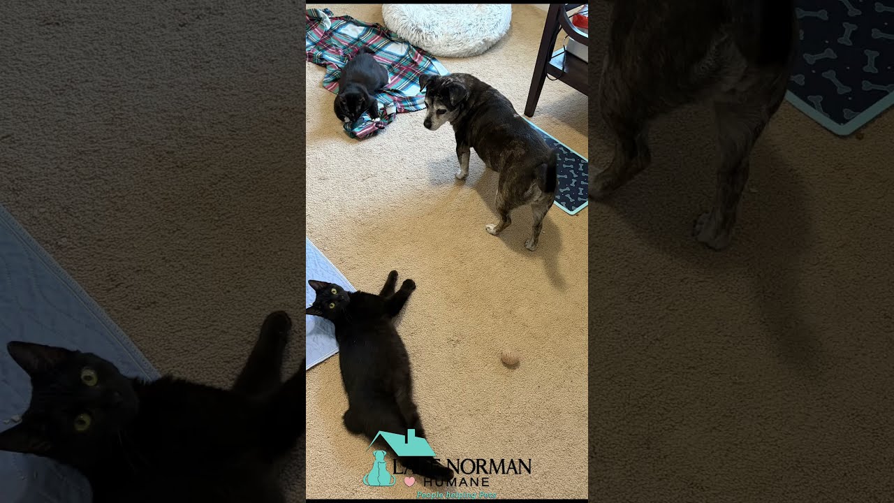 Enlarge Helen bonded with Keller, a Adoptable Domestic Short Hair in Mooresville, NC video 6/6