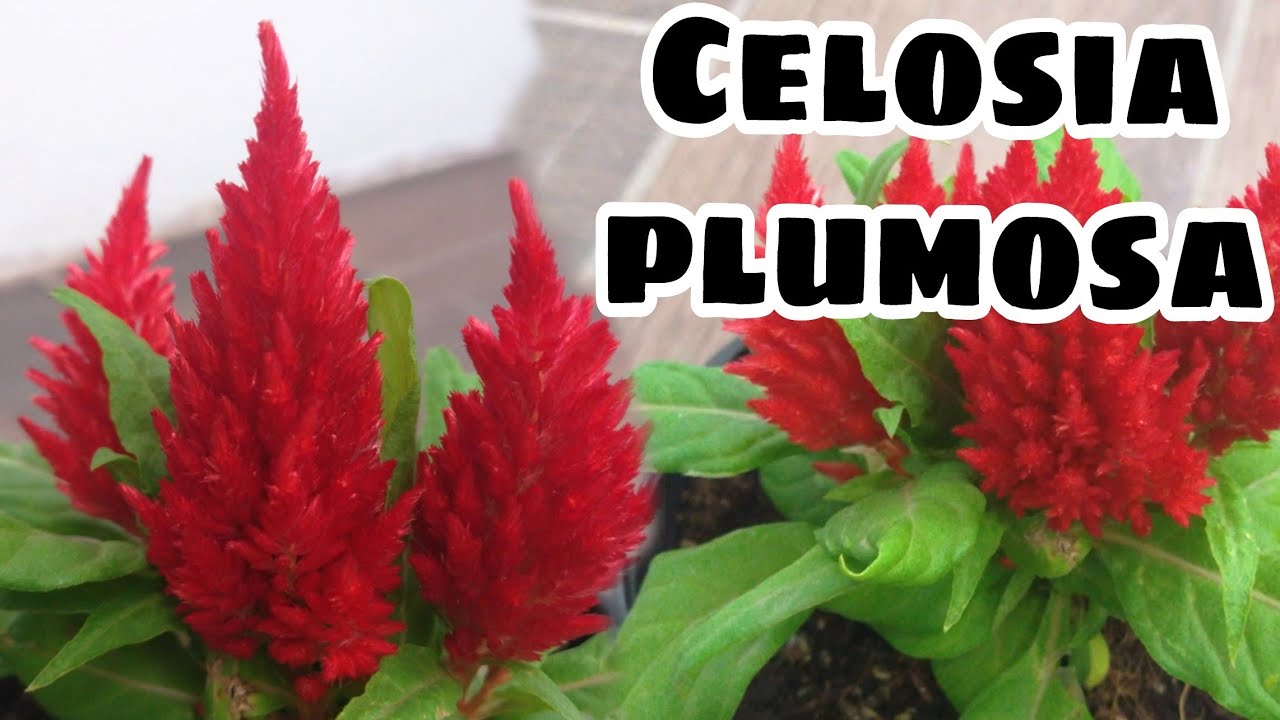 Watch Cuidados de Celosia plumosa // Morfología de Celosia plumosa Now Cuidados de Celosia plumosa // Morfología de Celosia plumosa