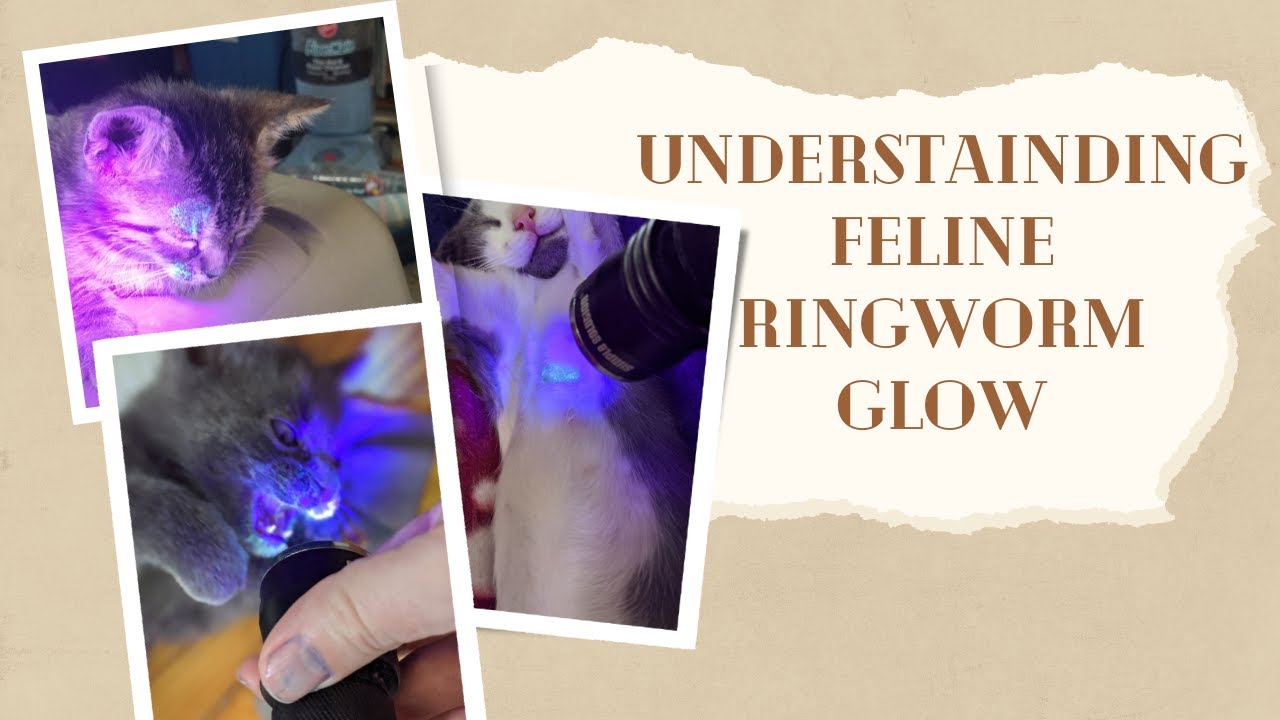 What kind of light detect ringworm?