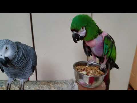 A typical Friday evening at The Sharyn Zoo ❤