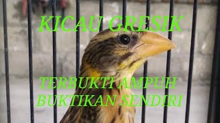 Download lagu KICAU BURUNG MANYAR UNTUK MEMANCING BURUNG ANDA YANG MACET BUNYI mp3 Download lagu KICAU BURUNG MANYAR UNTUK MEMANCING BURUNG ANDA YANG MACET BUNYI mp3