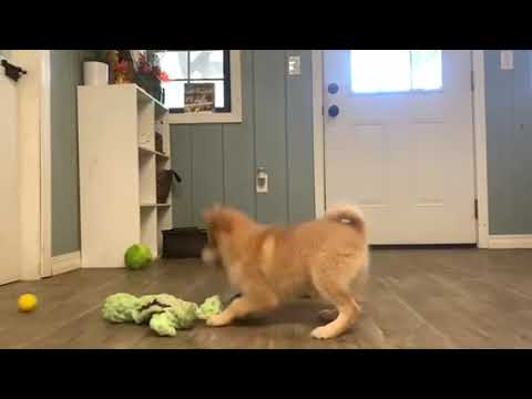 Ethan - Pomeranian puppy for sale