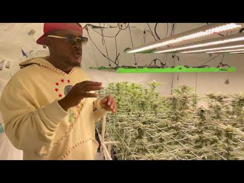 Week 5 of Flower | Indoor week by week guide to top shelf Cannabis or Flower