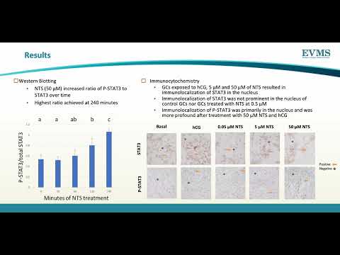 Thumbnail image of video presentation for Does Neurotensin Influence Granulosa Cells via STAT3?