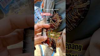 Download lagu Jaran Kepang Mini || Nonton Bobby WCB #senibudaya #hiburan mp3 Download lagu Jaran Kepang Mini || Nonton Bobby WCB #senibudaya #hiburan mp3