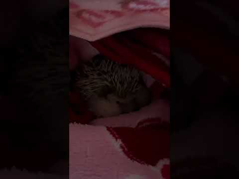 秋に庭にハリネズミを誘引する方法