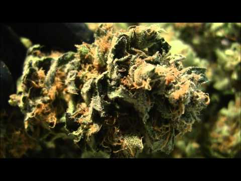 The Weed Nerd Episode 59