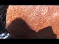 When Your Horse Loves Its Butt Scratched
