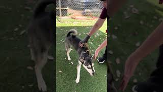 Video preview image #1 Siberian Husky-Unknown Mix Puppy For Sale in Pasadena, CA, USA