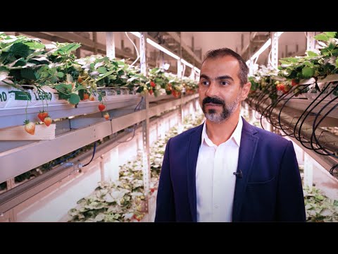 FlexFarming | Growing British Strawberries with Vertical Farming