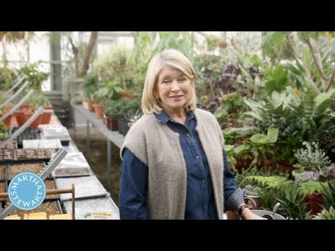 ASK MARTHA Vegetable Garden Basics - Home How-To Series - Martha Stewart