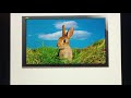 Baby Einstein Animals Around Me Bunny