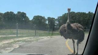 preview picture of video 'Ostrich on the road'