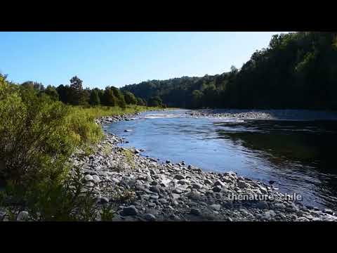 Curriñe Futrono Región de Los Ríos Chile 51 