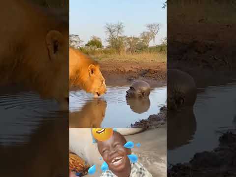 Time for lion vs This man #funny