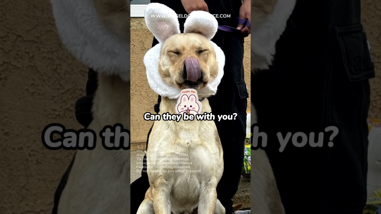 Enlarge Teo, a ADOPTABLE mixed breed in Naperville, IL video 3/6
