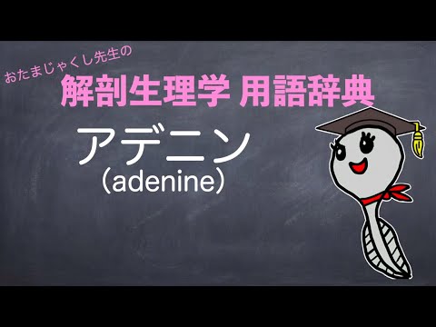 アンモトレキダ科 - 定義