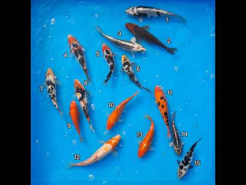 Video pregled koi ribe