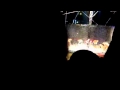 Circus Tigers