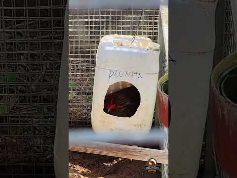 Criadero de Fernando Salazar (Chipiona - Cádiz, España)