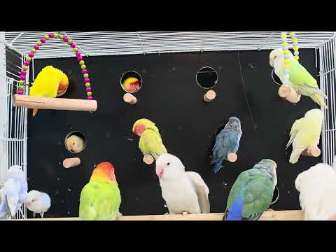 African Lovebirds Active Sounds | Natural Chirping & Activity