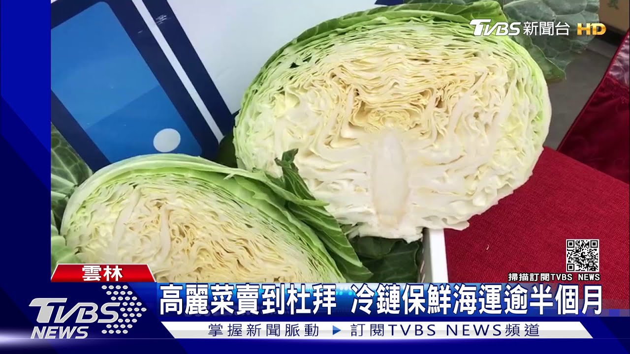 高麗菜賣到杜拜 冷鏈保鮮海運逾半個月