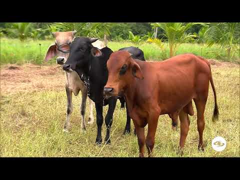Cultivo de coco en Córdoba - La Finca de Hoy