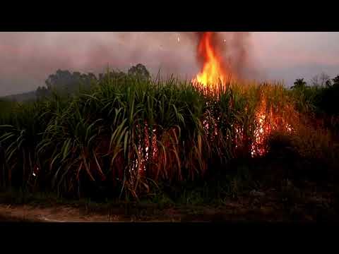 Sugarcane Burn Next Door: Why Do Farmers Set Their Fields Ablaze?