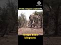 World S Biggest Elephant Weight 8000 Kilograms Shorts Youtubeshorts Short Elephant Animals