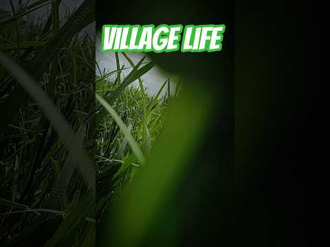 village life #shorts#nature#villagelife#farming