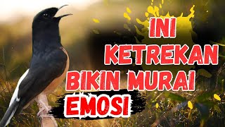 Download lagu INI KETREKAN BIKIN EMOSI MURAI | PANCINGAN MURAI GACOR bikin MURAI BATU NYAUT LANGSUNG IKUT BUNYI mp3