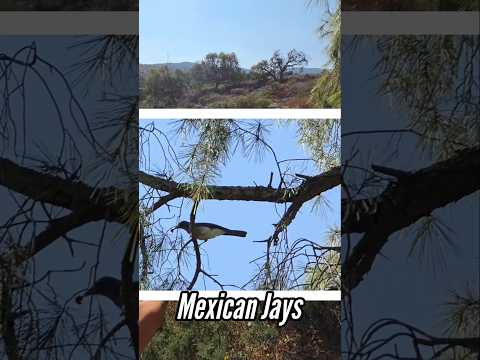 Discover the Mexican Weeping Pinion Pine (*Pinus patula*)