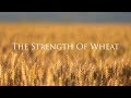 The Strength of Wheat