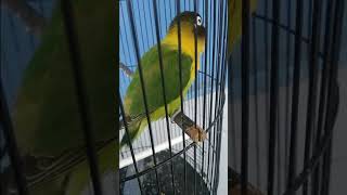 Download lagu Masteran lovebird tempo lambat BnP mp3 Download lagu Masteran lovebird tempo lambat BnP mp3