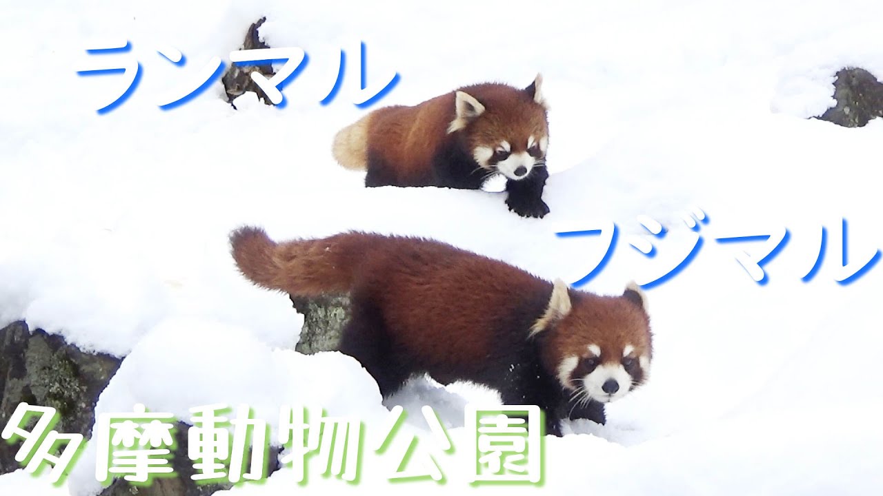 24.02 多摩動物公園 レッサーパンダ フジマル ランマル 雪のフラマル追いかけっこ