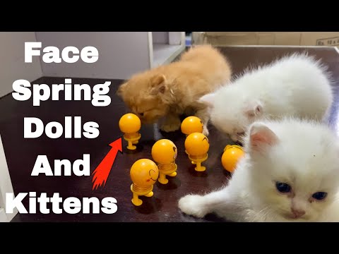 Kittens Reaction To Face Spring Dolls  Cutie 2022🥰