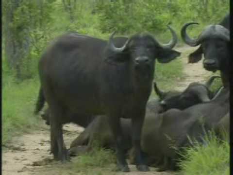 Cape Buffalo Breeding Herd Pt.2