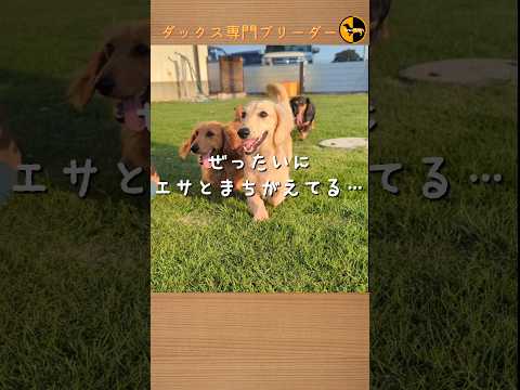 なぜ鶏にタイムを与えるのでしょうか？ブリーダーはそれをどのように利用して、その 3 つの驚くべき利点を享受しているのでしょうか?  庭園