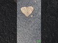 The fallen leaf
