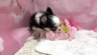 チワワ（ロング）の動画01