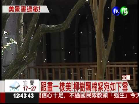 宜蘭下3月雪? 柳樹飄棉絮害過敏