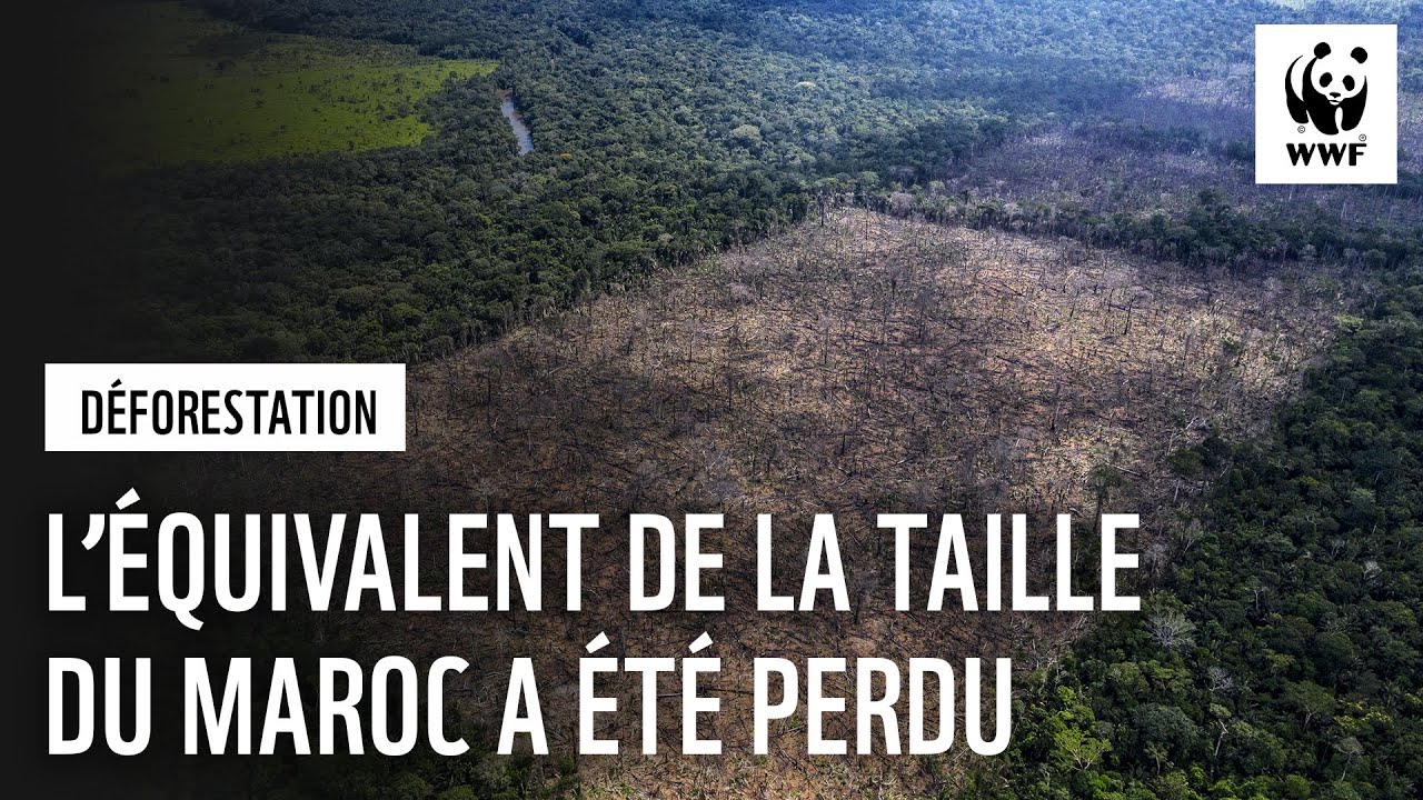 Alerte sur tous les fronts : la déforestation dans le monde continue à un rythme alarmant