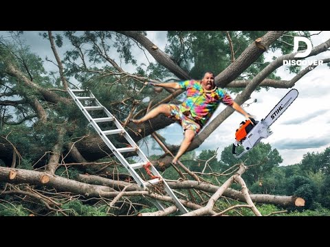 Idiots With Chainsaws - Tree Cutting Fails | Extreme Dangerous Logging Truck Fails #5