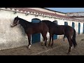 You Won T Believe How This Horses Went Down Shorts Animals Horse Horselover Matingseason New
