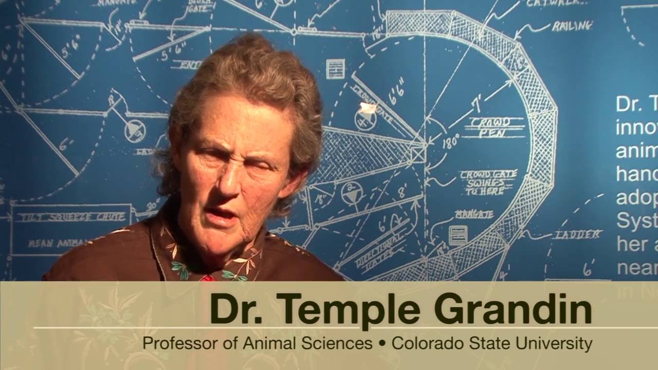 Introduction for How to Handle Sheep by Dr. Temple Grandin