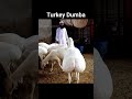 Turkey Dumba Shorts