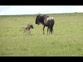Newborn Wildebeest Just Wants To Nurse Mara North Kenya
