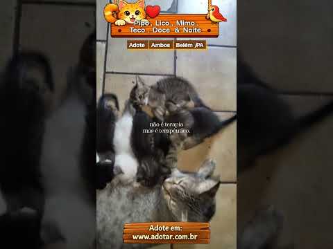 Vídeo de Pipo, Lico, Mimo, Teco, Doce & Noite