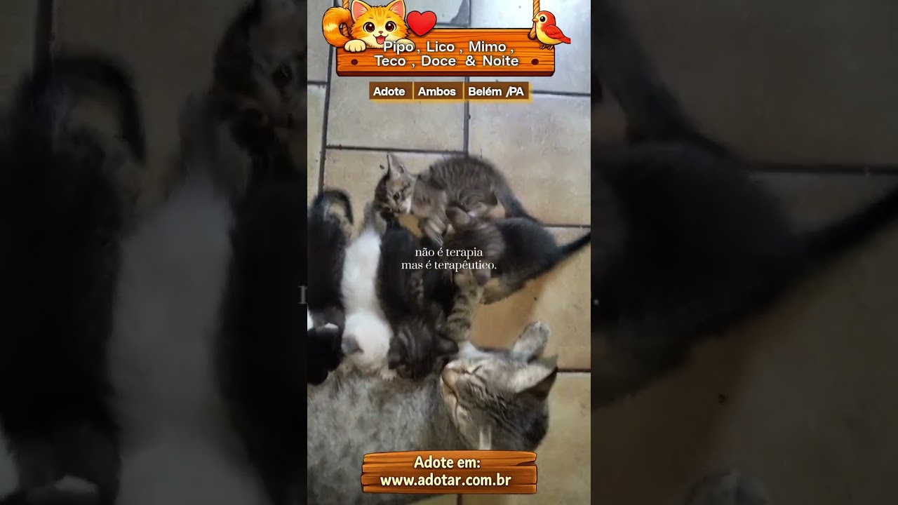 Gato raça SRD-ViraLata idade Abaixo de 2 meses nome Pipo, Lico, Mimo, Teco, Doce & Noite