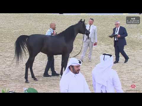 N 63 KAMAR EGA   12th Qatar International Arabian Peninsula Horse Show 2023   Fillies 3 Years Old Cl